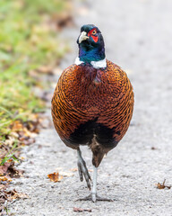 Eurasian cock pheasant strutting his stuff on a country lane.