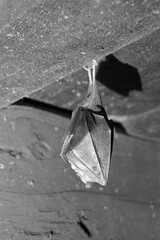 Rhinolophus hipposideros . Lesser Horseshoe Bat . Kleine Hufeisennase  . Fledermaus . 