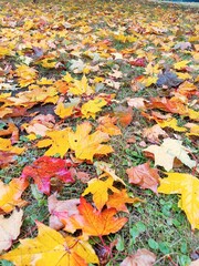 Autumn landscape. Fallen maple leaves in a city park.