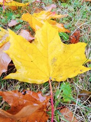 Autumn landscape. Fallen maple leaves in a city park.
