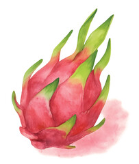 dragon_fruit_whole_watercolor