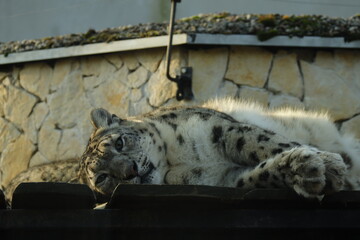 bengal cat on the wall © SZYMON