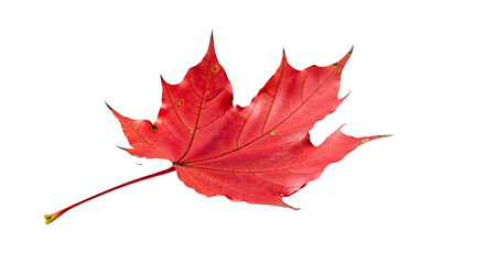 Vibrant red maple leaf isolated autumn foliage transparent background