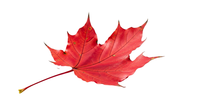 Vibrant red maple leaf isolated autumn foliage transparent background - Powered by Adobe
