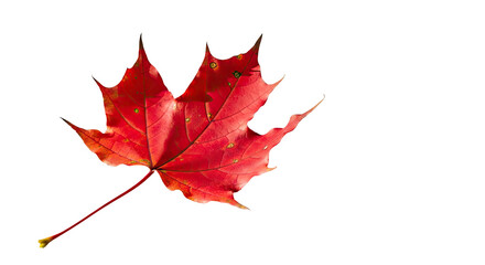 Vibrant red autumn leaf isolated on transparent background