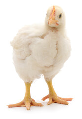 White broiler chicken standing isolated on white background