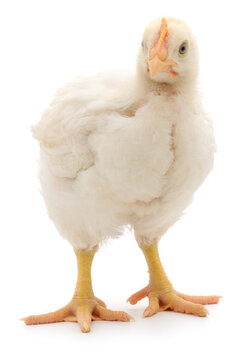 White broiler chicken standing isolated on white background