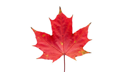 Bright red maple leaf isolated on transparent background autumn nature