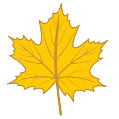 Golden yellow maple leaf vector illustration with autumn theme