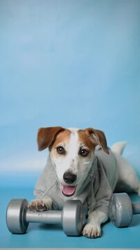 A strong and athletic Jack Russell Terrier dog in a gray hoodie with dumbbells, happy ready for a workout. Sport, Fitness concept.
