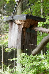 Wesp nest in birdhouse . Nest box . Wespennest im Nistkasten . Vogelhaus
