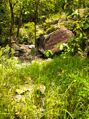 Bushes and rocks in nature, perfect for a natural backdrop