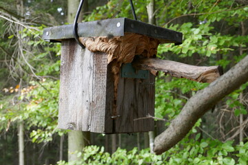 Wesp nest in birdhouse . Nest box . Wespennest im Nistkasten . Vogelhaus