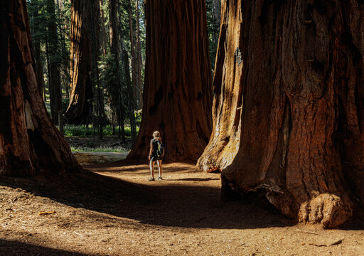 Female Hiker Walking Through Giant Sequoia Trees at The Senate Grove on The Congress Trail, Sequoia National Park, California, USA