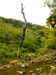 Dead and dried tree trunks still stand on the banks of a rocky river on a mountain slope.