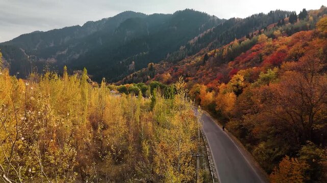 Aerial view panorama of yellow autumn forest in Almaty