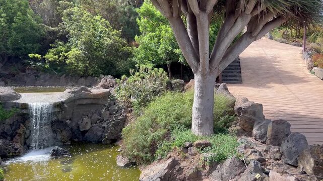 Drago y cascada en el parque del Montillo en el norte de Tenerife, Canarias