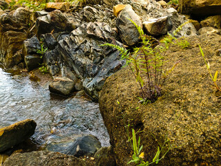 A rocky river bed covered in moss and wild ferns