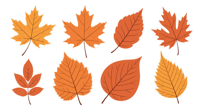 Autumn Leaves Collection - Vector Illustration of Fall Foliage.