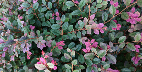 Top view of bicolor loropetalum foliage with green and purple oval leaf on woody branch. Rich natural background for eco branding, packaging, web banner, wallpaper, garden theme, beauty.