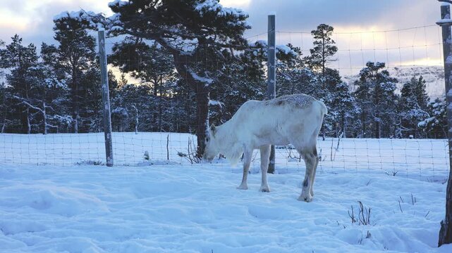 Exquisite albino reindeer rests in fresh snow in Northern Norway. Soft breath in the Arctic air