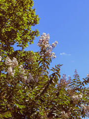 tree branches against blue sky