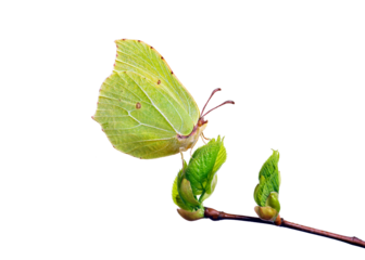 Colorful yellow butterfly on young green leaves on a transparent background. Copy space. Brimstone butterfly