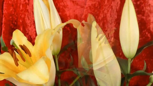 fioritura rapida di un giglio