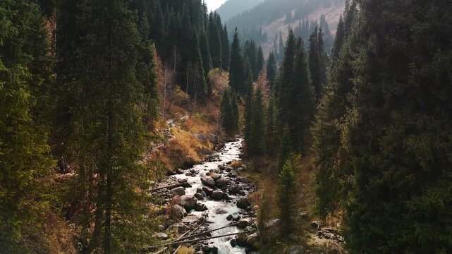 Aerial view panorama of yellow autumn forest in Almaty