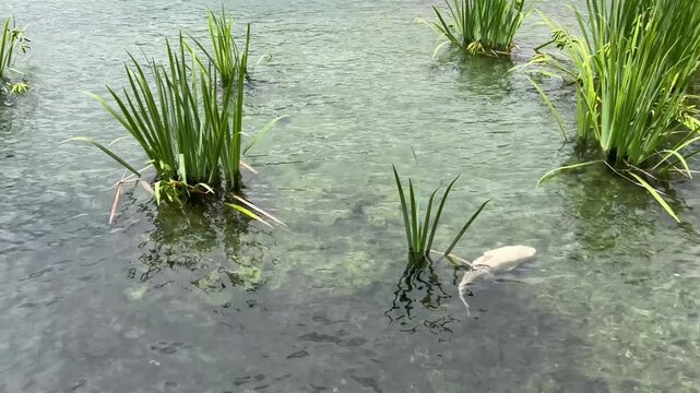 Estanque y jardines del Palacio Wallenstein en Praga, Rep&uacute;blica Checa