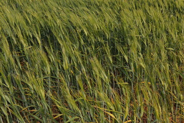 Green wheat plants with full heads sway gently in the wind across a lush field. A peaceful farming scene perfect for agricultural, environmental, and food production-related content.
