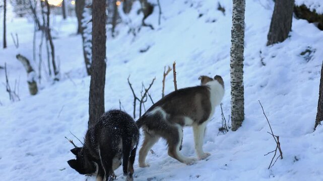 Playful Alaskan Husky puppies romp in Northern Norway, chewing branches, running and jumping