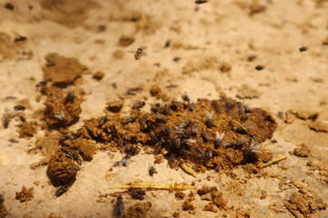 Closeup Massive swarm of flies on cow dung, showing their crucial role in organic decomposition but also highlighting health risks due to disease transmission. Vital for ecology and hygiene awareness