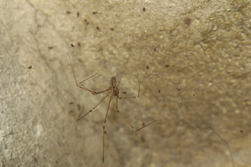 Female cellar spider guarding her newly hatched spiderlings on a web. (Pholcus phalangioides) shows non-aggressive behavior between mother and young. Ideal for nature, biology, wildlife documentary.