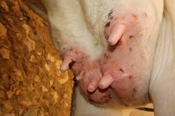 Close-up of cow udder allergy showing skin irritation and inflammation, an important veterinary reference for animal health, farm management, and livestock education, useful in medical contexts.