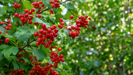 Viburnum branch with ripe red berries and green leaves