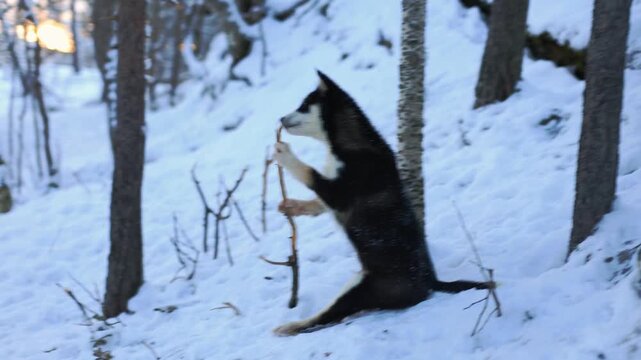 Playful Alaskan Husky puppies romp in Northern Norway, chewing branches, running and jumping