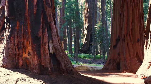 Giant Sequoia Trees at The Senate Grove on The Congress Trail, Sequoia National Park, California, USA