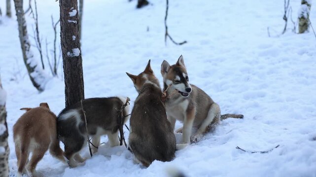 Playful Alaskan Husky puppies romp in Northern Norway, chewing branches, running and jumping