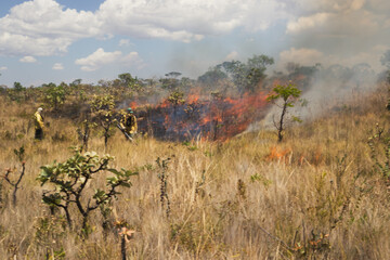 Integrated fire management or prescribed burning in the Brazilian Cerrado. Burning vegetation to...