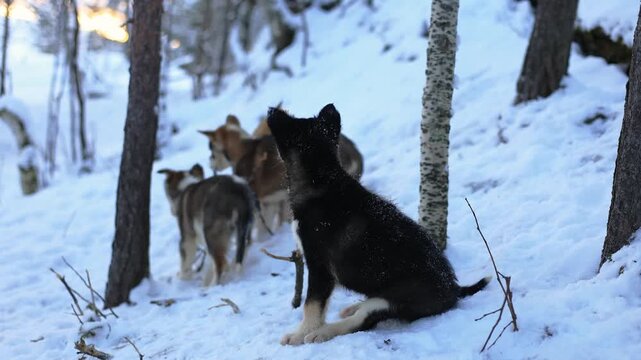 Playful Alaskan Husky puppies romp in Northern Norway, chewing branches, running and jumping