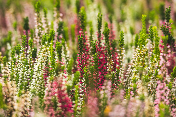 Field of colorful heather (Calluna vulgaris) plants in full bloom. The flowers create a striking tapestry of pink, purple, white, and green hues, forming a textured and harmonious natural pattern