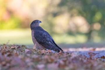 Cooper's hawk (Astur cooperii) in autumn