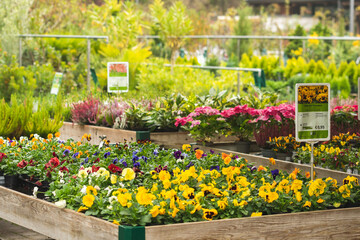 Colorful pansies and other flowering plants displayed in wooden planters at an outdoor garden center or nursery, surrounded by lush greenery