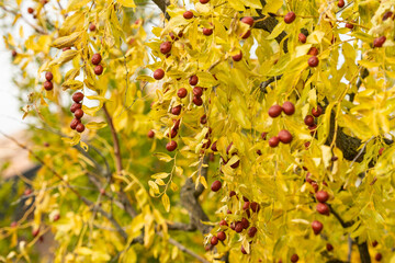 Close-up image of a jujube tree (Ziziphus jujuba) in autumn with golden-yellow leaves and clusters of ripe reddish-brown jujube fruits