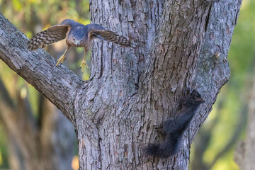 Cooper's hawk (Astur cooperii) hunting squirrel