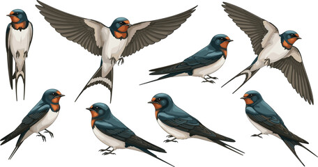 Barn, Swallow, Bird, Flying, Perched, Blue, Red, White, Feather, Tail, Wing, Throat, Realistic, Pose, Nature, Wildlife, Ornithology, Illustration, Species, Identification