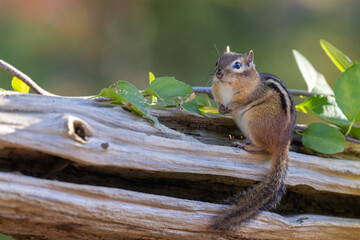 The eastern chipmunk (Tamias striatus)
