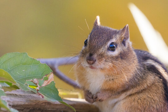 The eastern chipmunk (Tamias striatus) - Powered by Adobe
