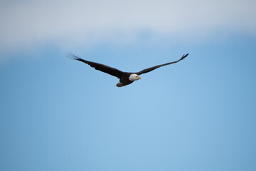 Bald Eagle Soaring